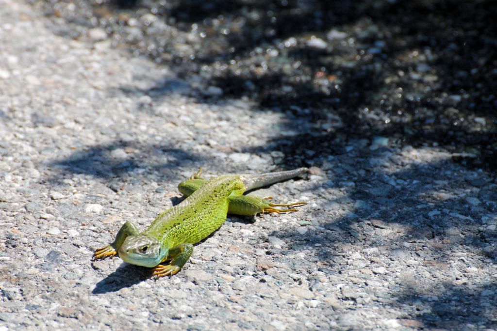 Lacerta bilineata